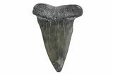 Fossil Broad-Toothed Mako Tooth - South Carolina #214541-1